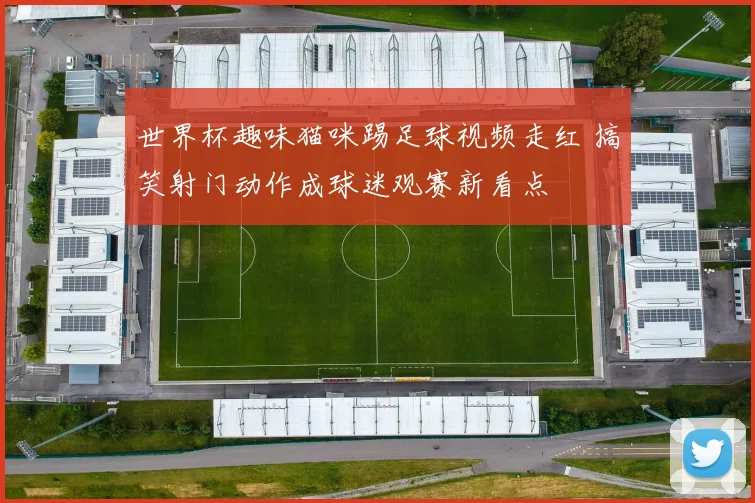 世界杯趣味猫咪踢足球视频走红 搞笑射门动作成球迷观赛新看点